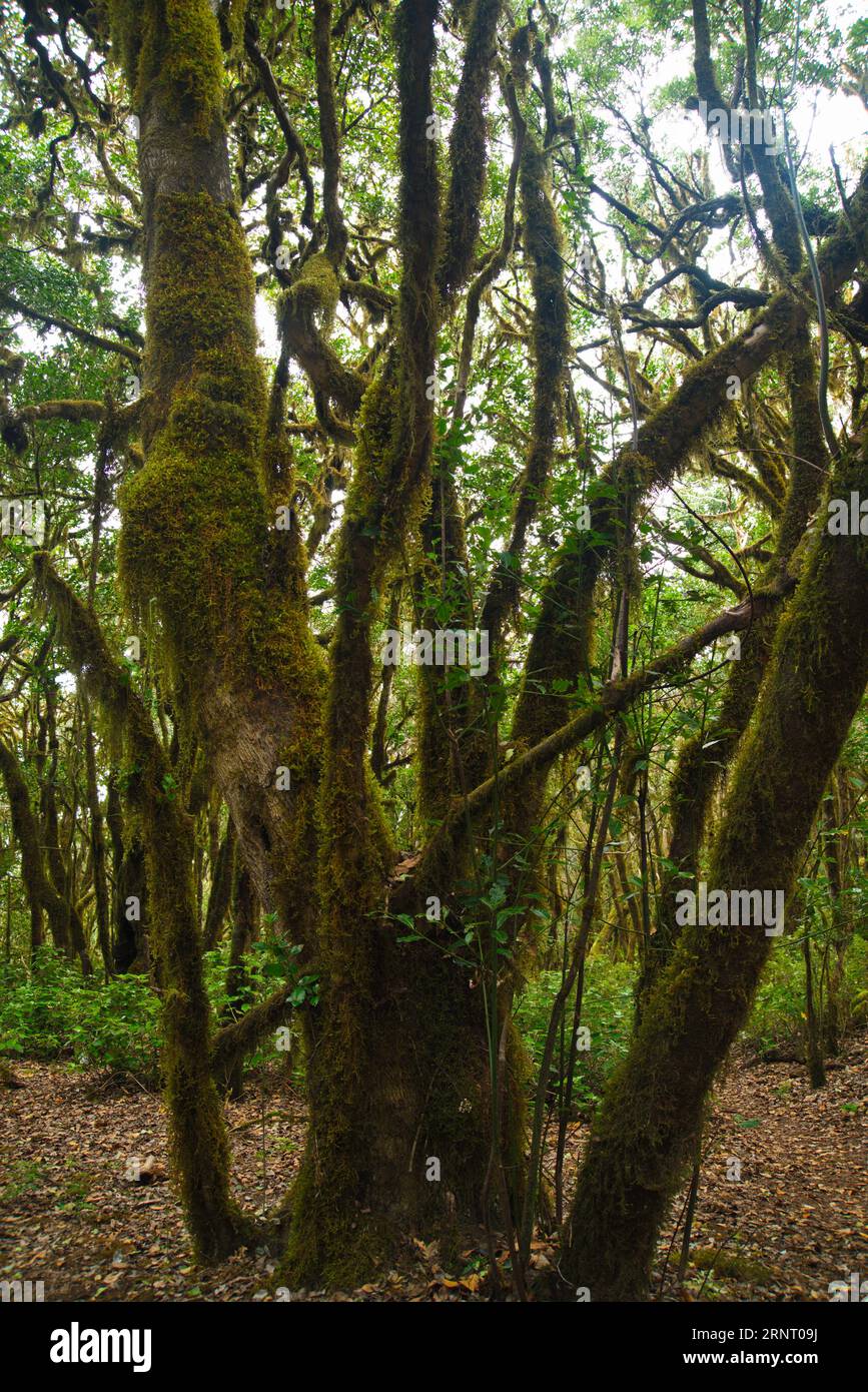Forest of the Garajonay National Park of La Gomera. Bosque del parque nacional de Garajonay de La Gomera Stock Photo