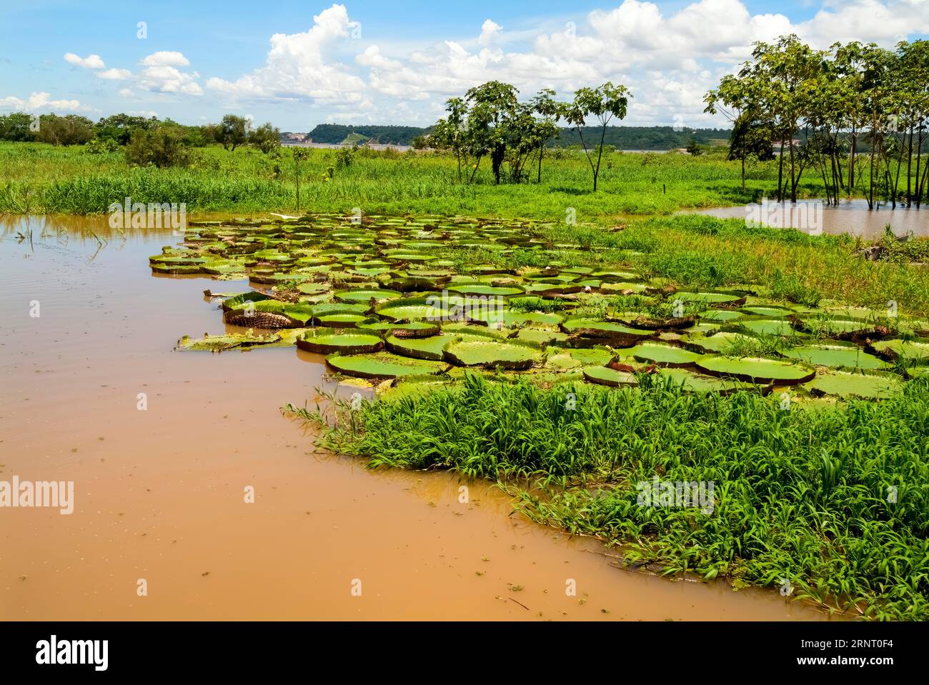 Amazon River Water Plants