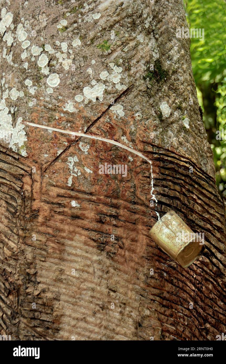 Rubber harvest on an Hevea tree, Amazon state, Brazil Stock Photo Alamy