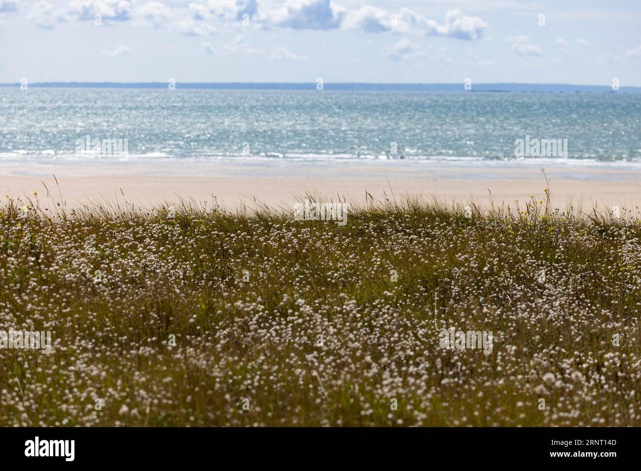 Summery, idyllic dune overgrown with hare's-tail grass or hares tail grass (Lagurus ovatus) and various other grasses in front of a light blue sea Stock Photo