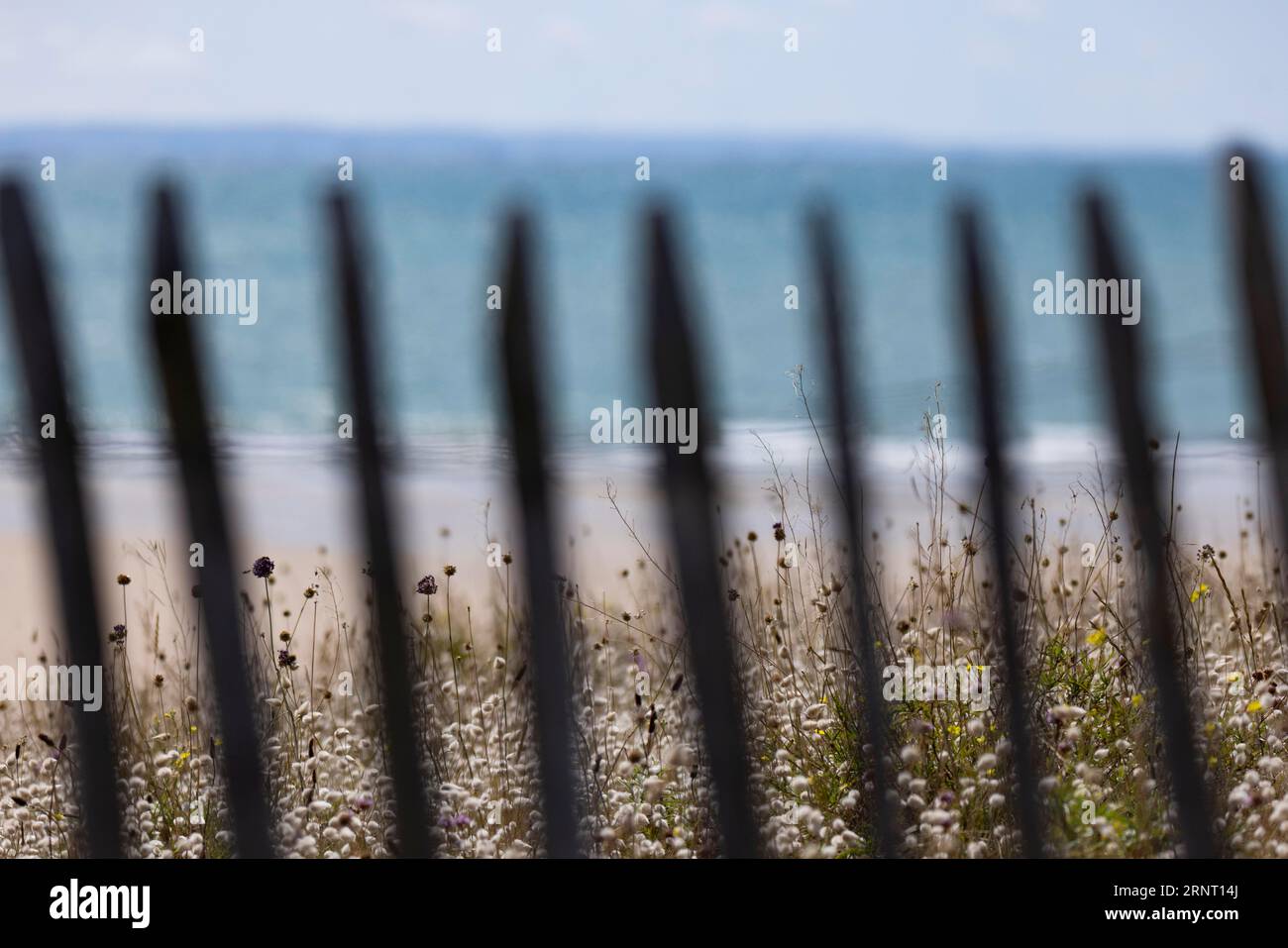 Beach. Sea, dune landscape with flowering grasses and the wooden picket fence typical of the region, Portbail, English Channel, Cotentin, Manche Stock Photo