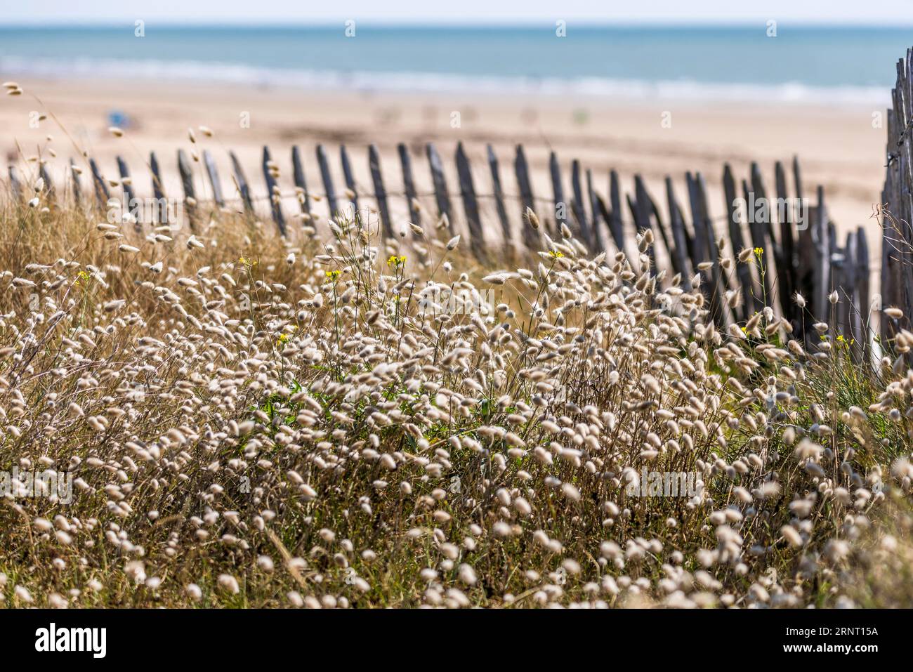 Beach. Sea, dune landscape with flowering grasses and the wooden picket fence typical of the region, Portbail, English Channel, Cotentin, Manche Stock Photo