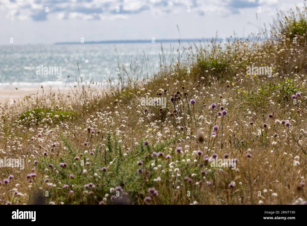 Summery, idyllic dune landscape, overgrown with hare's-tail grass or hares tail grass (Lagurus ovatus) and various other grasses and flowers in front Stock Photo