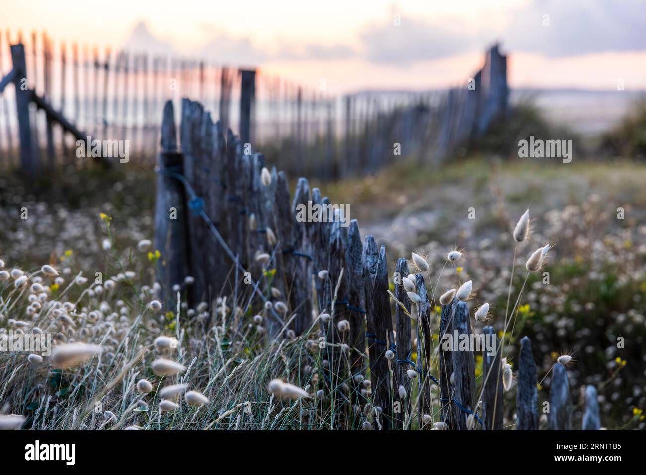 Beach, sea, dune landscape with the regionally typical wooden picket fence at sunset, Portbail, Cotentin, Manche, Normandy, France Stock Photo