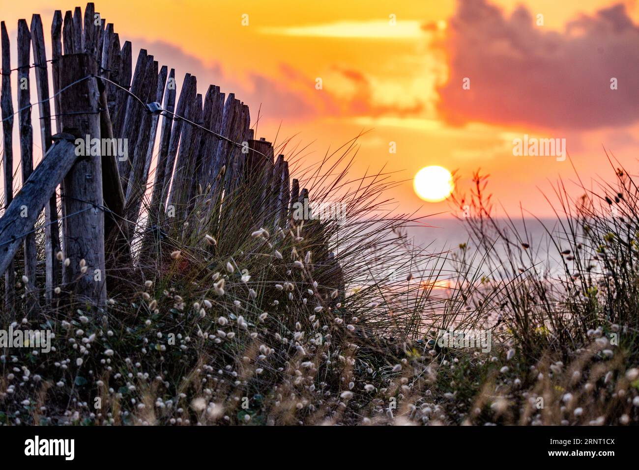 Beach, sea, dune landscape with the regionally typical wooden picket fence at sunset, Portbail, Cotentin, Manche, Normandy, France Stock Photo