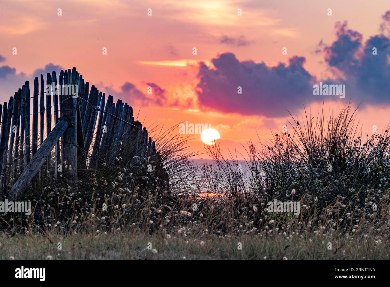 Beach, sea, dune landscape on the English Channel with the regionally typical wooden picket fence at sunset, Portbail, Cotentin, Manche, Normandy Stock Photo