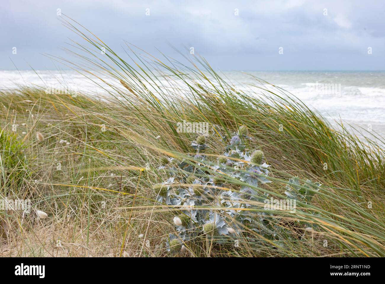 Sea thistle (Eryngium maritinum) in stormy winds in the dunes by the sea, Portbail, Cotentin, Manche, Normandy, France Stock Photo