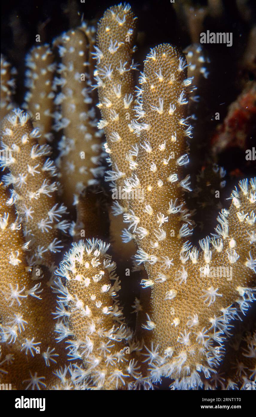 Devil's hand coral (Lobophytum sp.) with both type of polyps (autozooids and siphonozooids) clearly visible. Aquariumphoto. Stock Photo