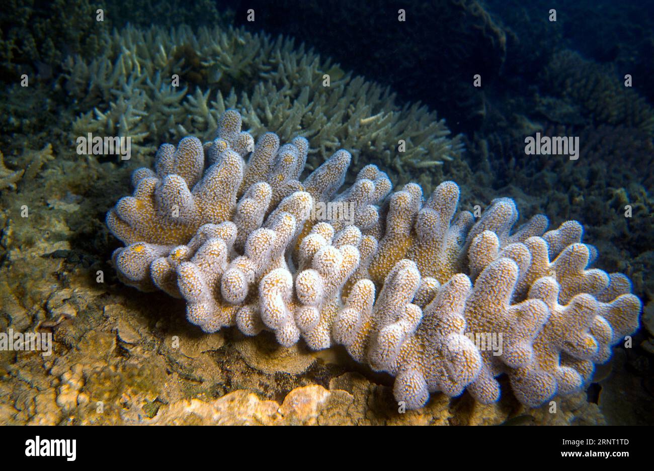 Devil's hand coral (Lobophytum sp.) with fully opened white polyps. Photo from Whitsunday Islands, Great Barrier Reef, Australia. Stock Photo