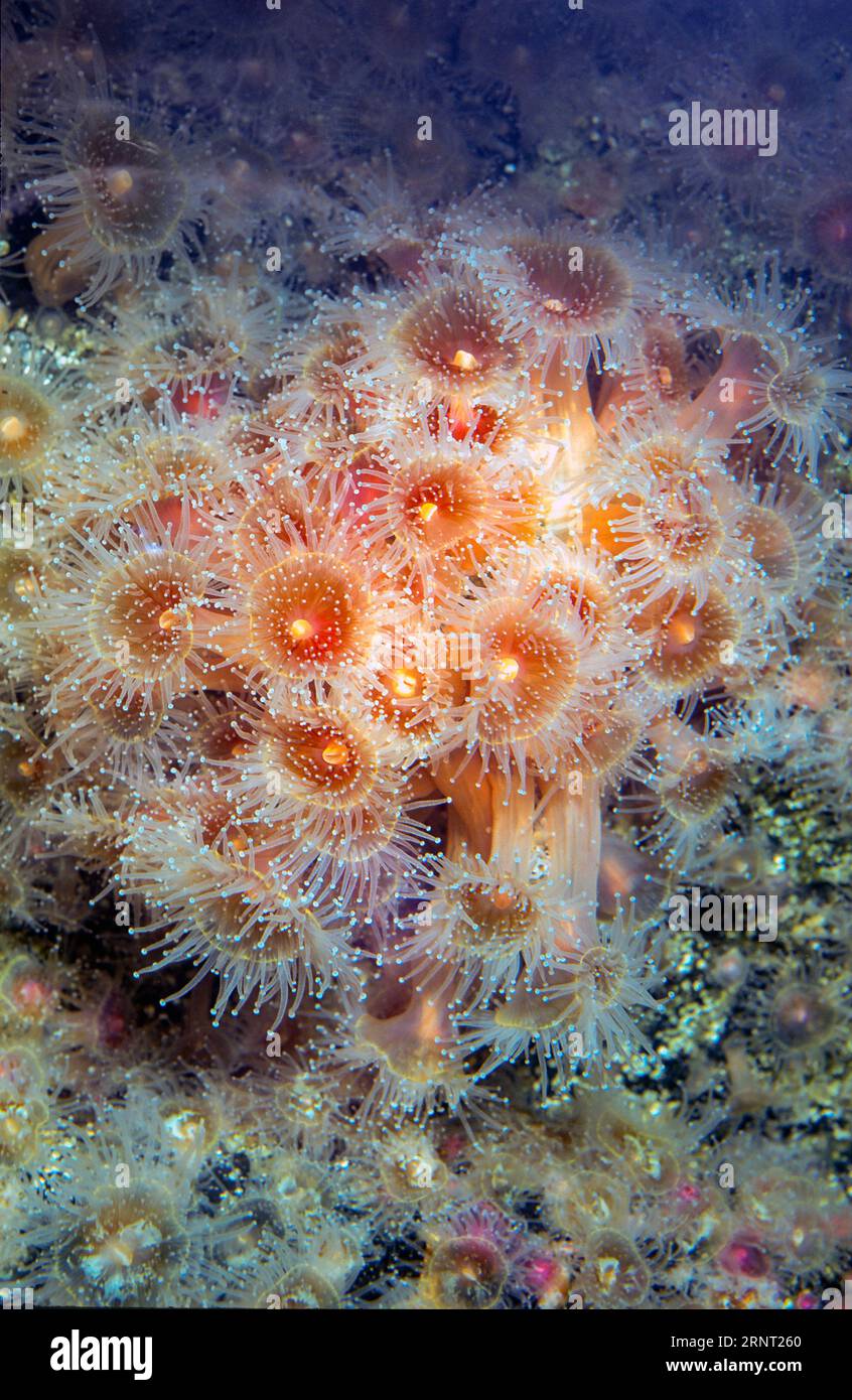 Strawberry corallimorpharian (Corynactis californica). Aquariumphoto. Stock Photo