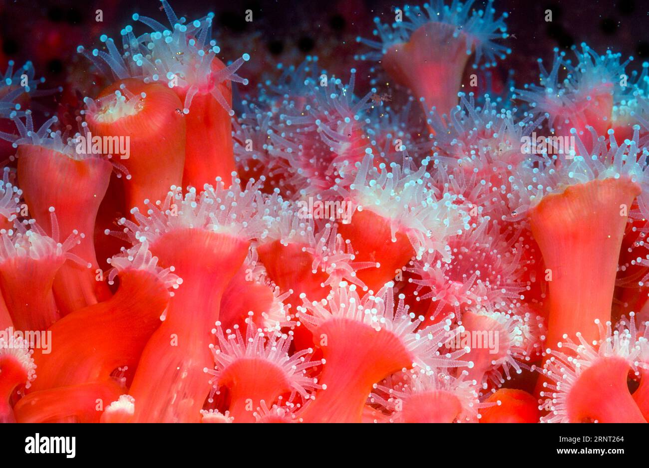 Strawberry corallimorpharian (Corynactis californica). Aquariumphoto. Stock Photo