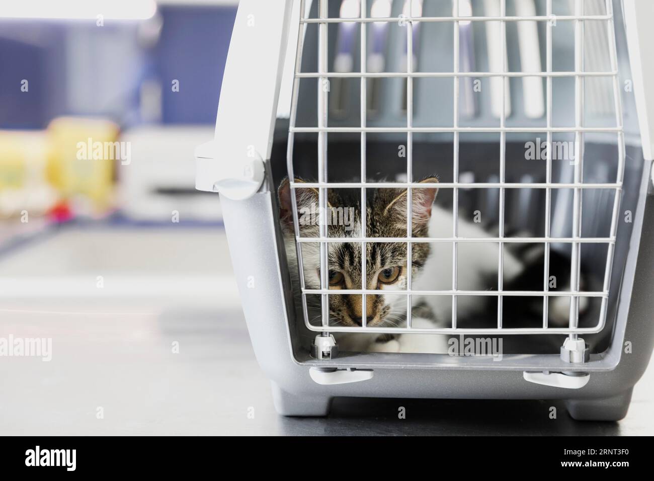Cute cat cage veterinary clinic Stock Photo