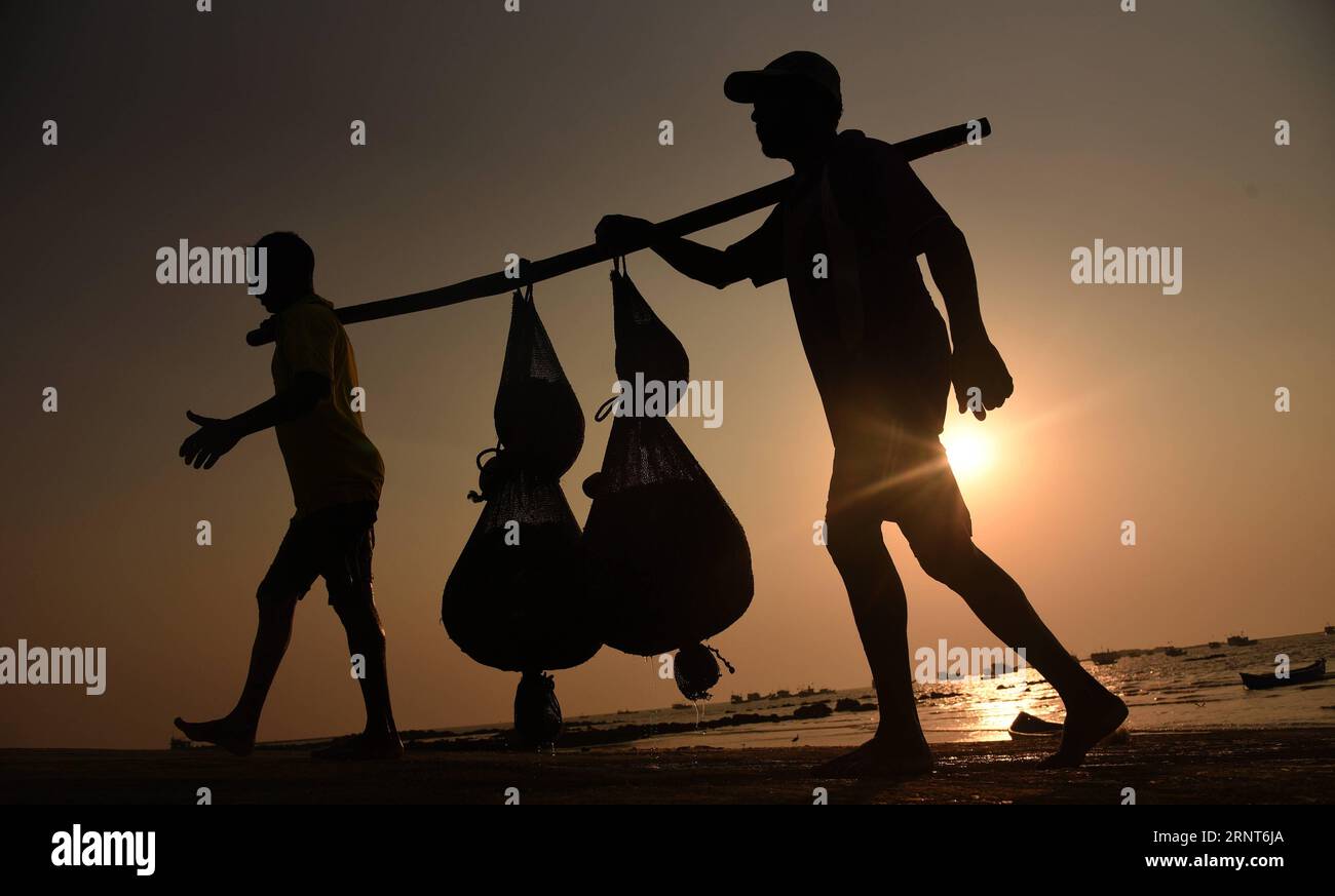 (171101) -- MUMBAI, Nov. 1, 2017 -- Indian fishermen from Koli community collect fishes caught from Arabian sea in Mumbai, India, Oct.31,2017. )(gj) INDIA-MUMBAI-DAILY LIFE-FISHERMEN Stringer PUBLICATIONxNOTxINxCHN Stock Photo