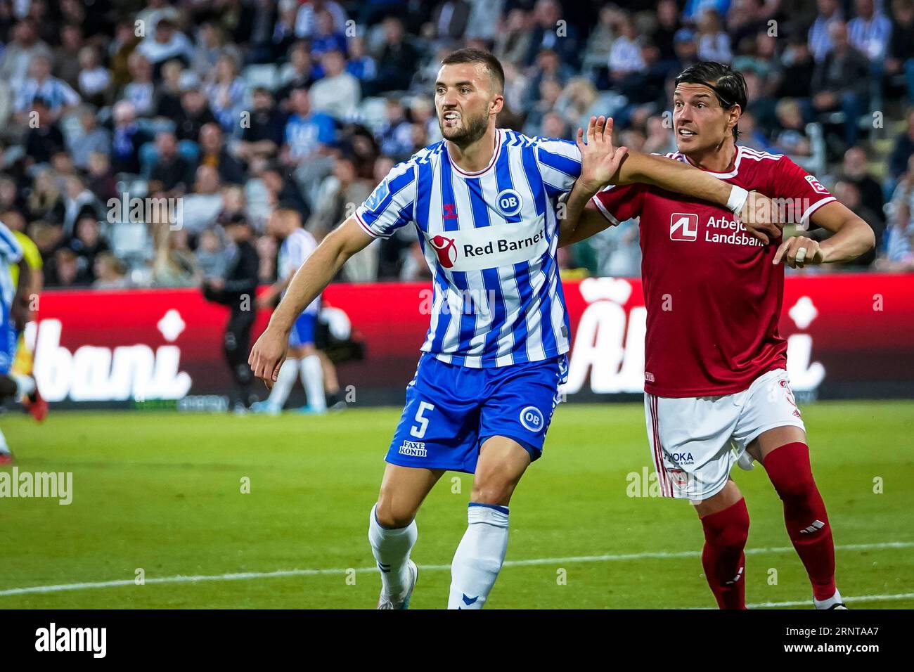 Odense, Denmark. 01st Sep, 2023. Mihajlo Ivancevic (5) of Odense BK and Miiko Albornoz (3) Vejle BK seen during the 3F Superliga match between Odense BK and Vejle BK at Nature Energy Park in Odense. (Photo Credit: Gonzales Photo/Alamy Live News Stock Photo