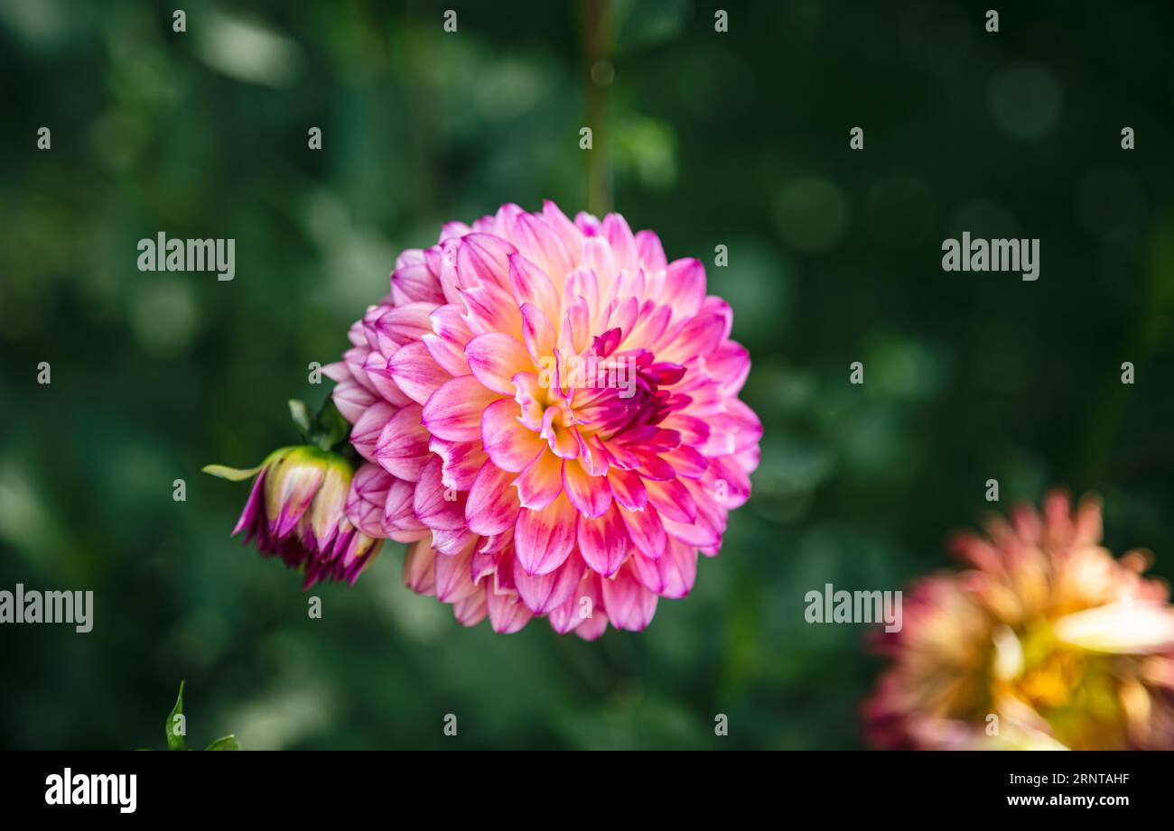 Bright pink globular dahlias in bloom in a garden on a blurred dark green background, close up. Stock Photo