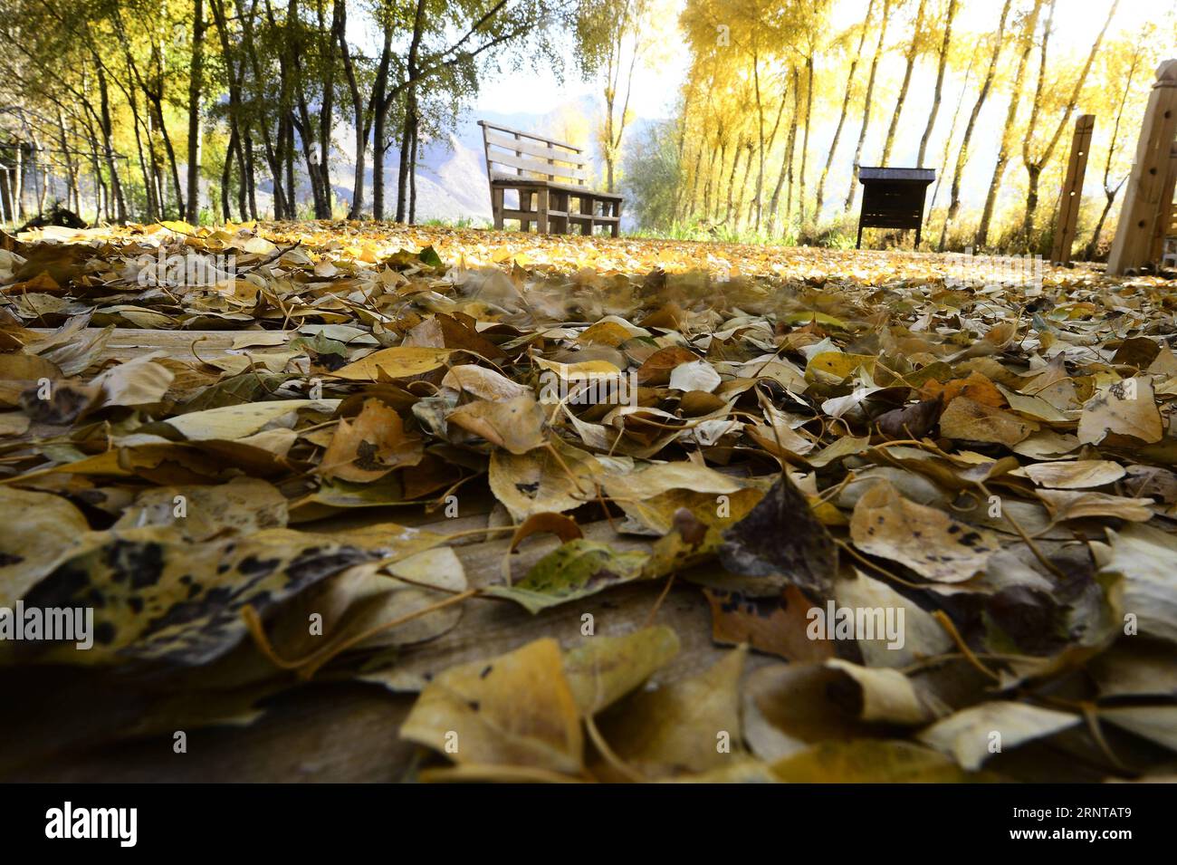 (171104) -- GUIDE, Nov. 4, 2017 -- Photo taken on Nov. 3, 2017 shows the autumn leaves at Songba Village of Guide County in Hainan Tibetan Autonomous Prefecture, northwest China s Qinghai Province. )(wsw) CHINA-QINGHAI-AUTUMN SCENERY (CN) ZhangxHongxiang PUBLICATIONxNOTxINxCHN Stock Photo