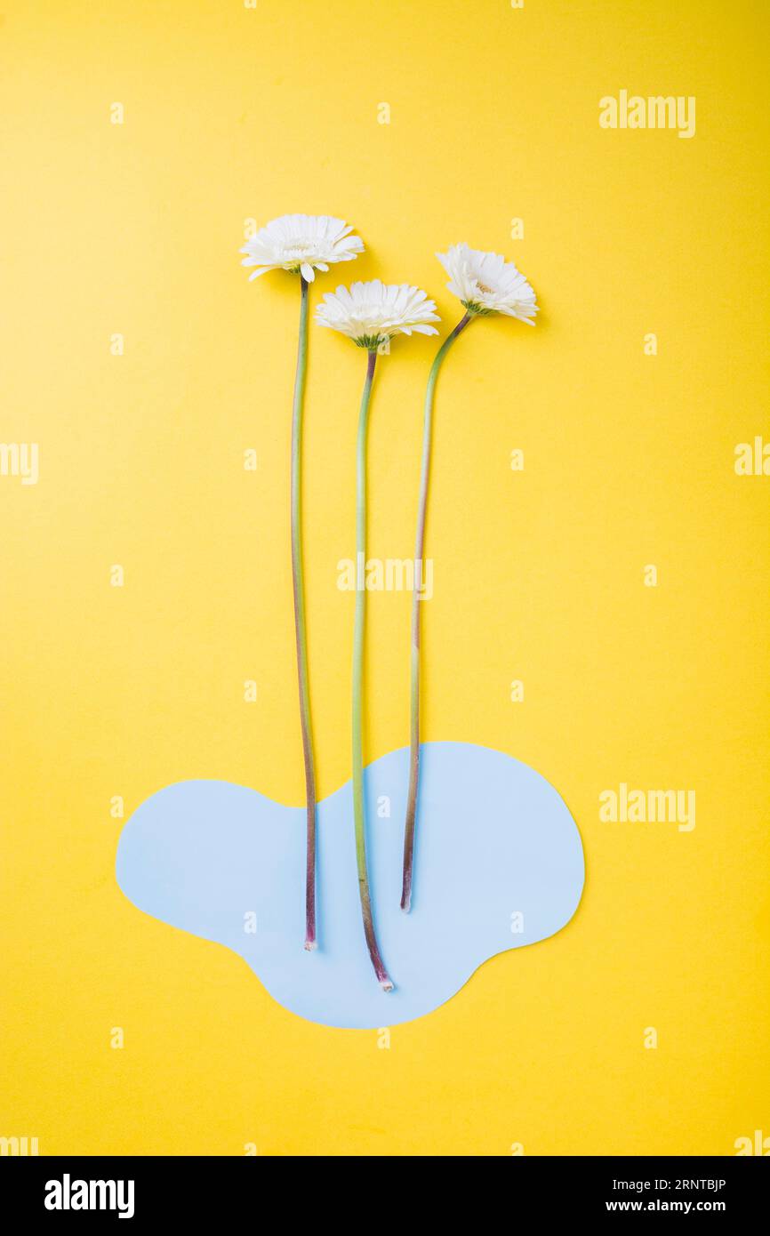 White gerbera flower with blue cutout paper yellow background Stock Photo