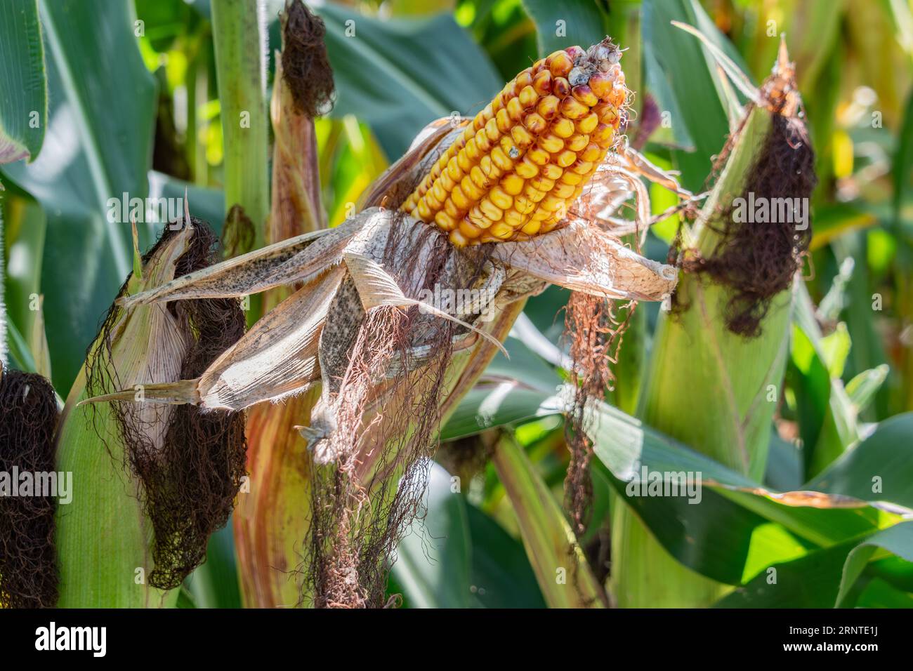 Cattle Corn Ready for Harvest, Pennsylvania USA Stock Photo Alamy
