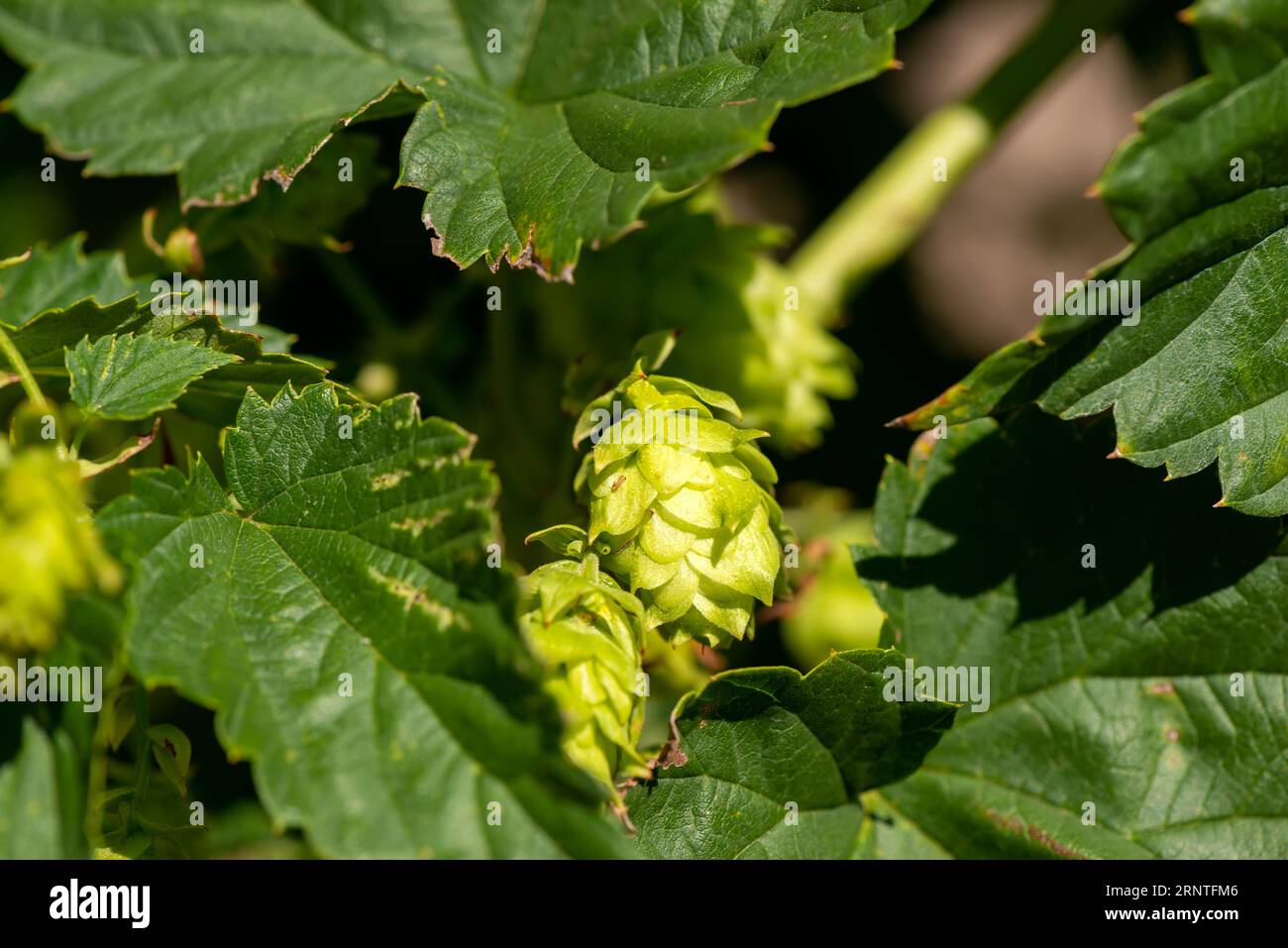 Cones of unripe young hops on a sunny day close-up macro Stock Photo