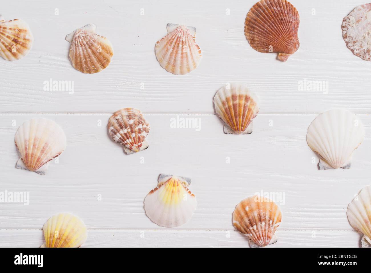 Composition With Shells Delicate composition hi-res stock photography and images - Alamy