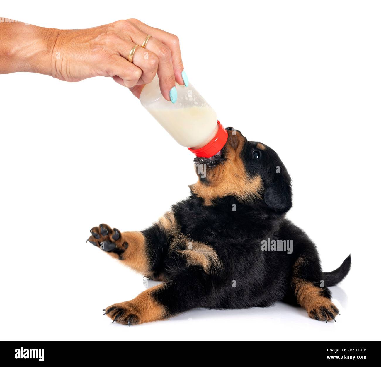 puppy rottweiler suckle a bottle in front of white background Stock Photo
