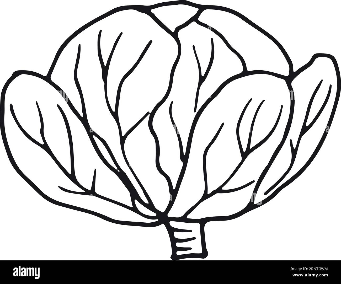 Cabbage icon. Fresh vegetable drawing. Linear farm food Stock Vector