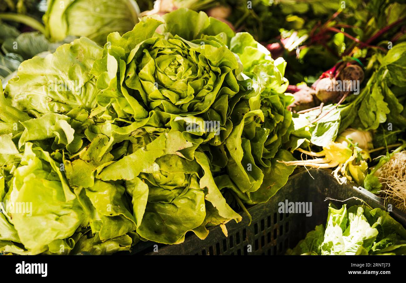 Butterhead lettuce with green vegetables market stall organic farmers