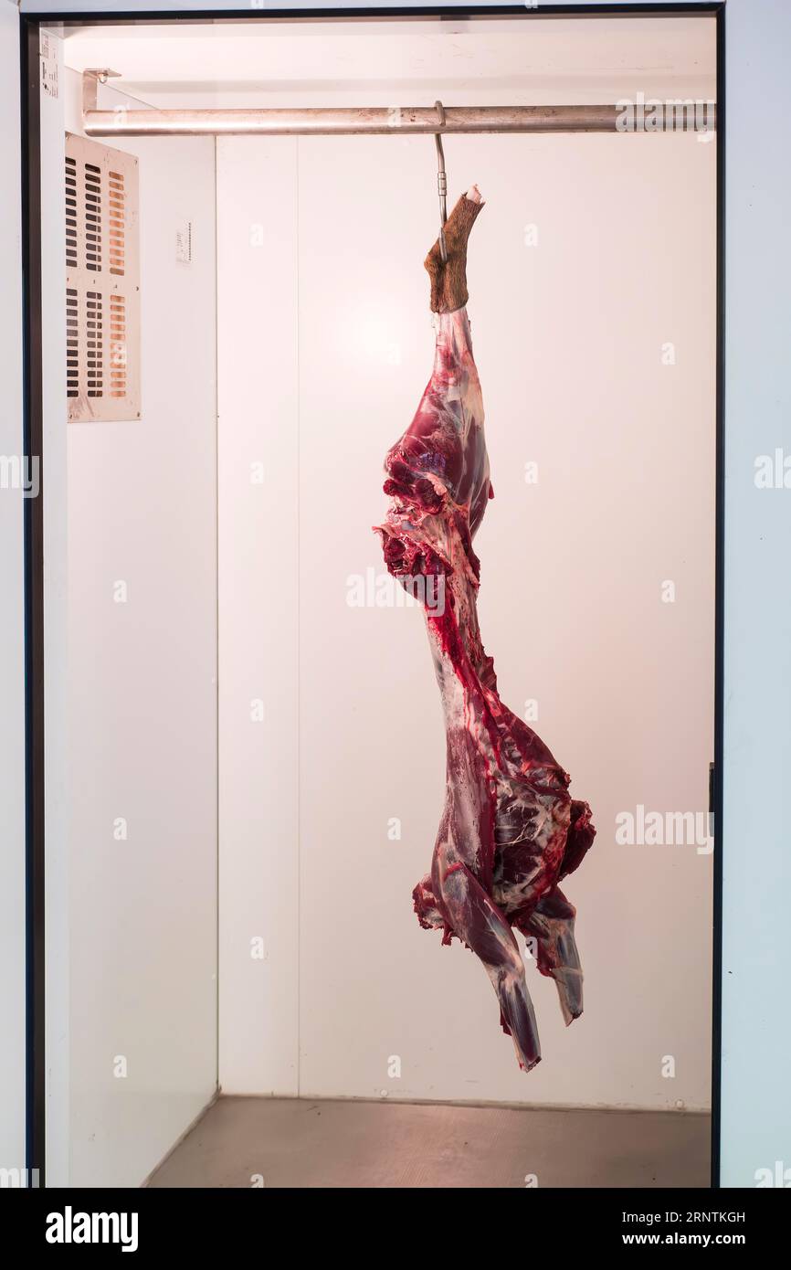 Skinned deer on a meat hook in a cold store Stock Photo