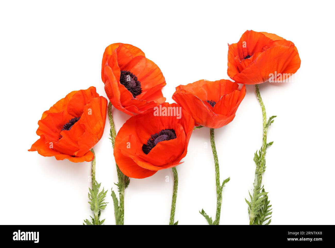 Beautiful poppy flowers on white background Stock Photo - Alamy