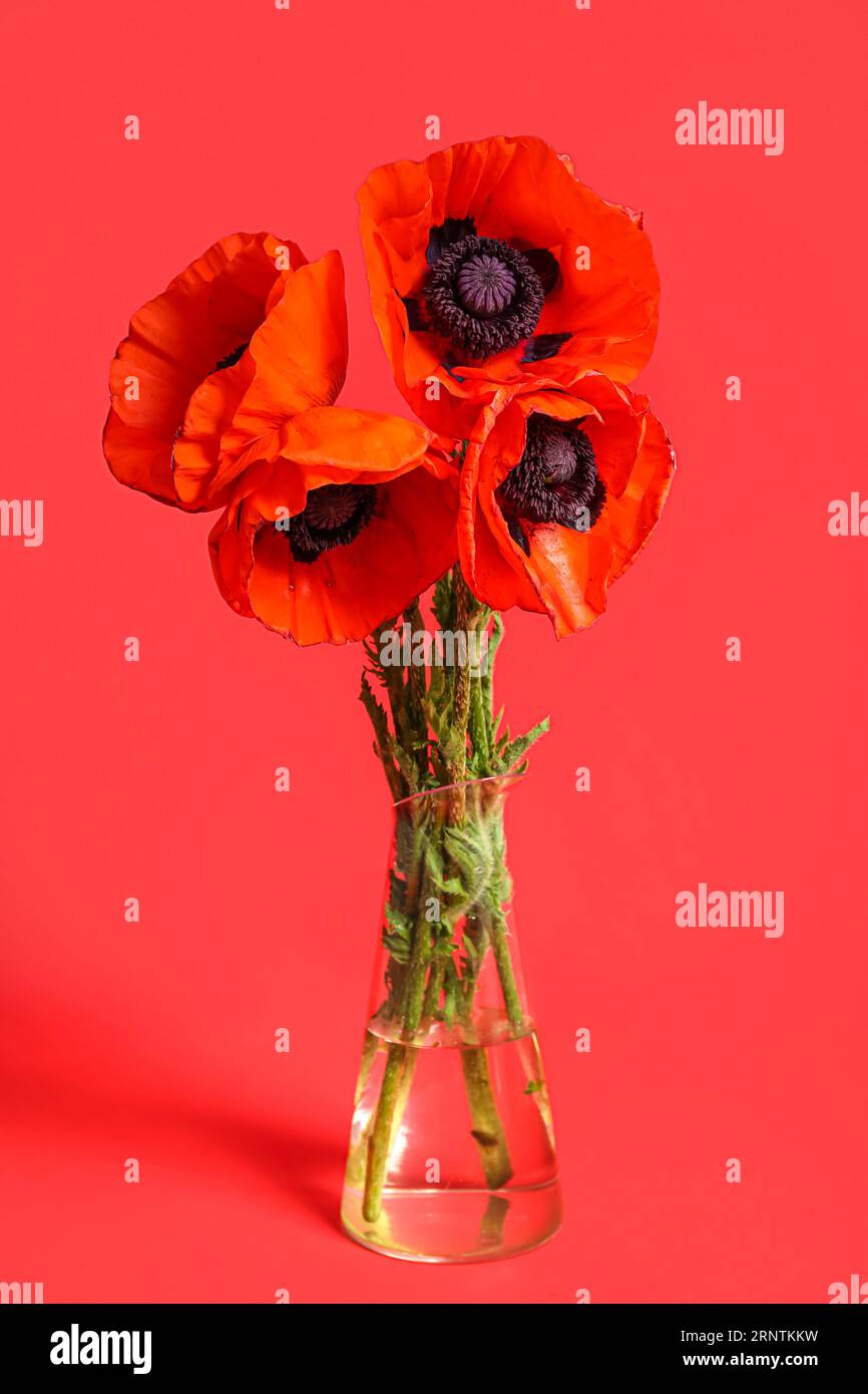 Glass vase with beautiful poppy flowers on red background Stock Photo ...