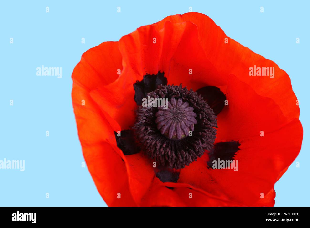 Beautiful poppy flower on blue background Stock Photo - Alamy