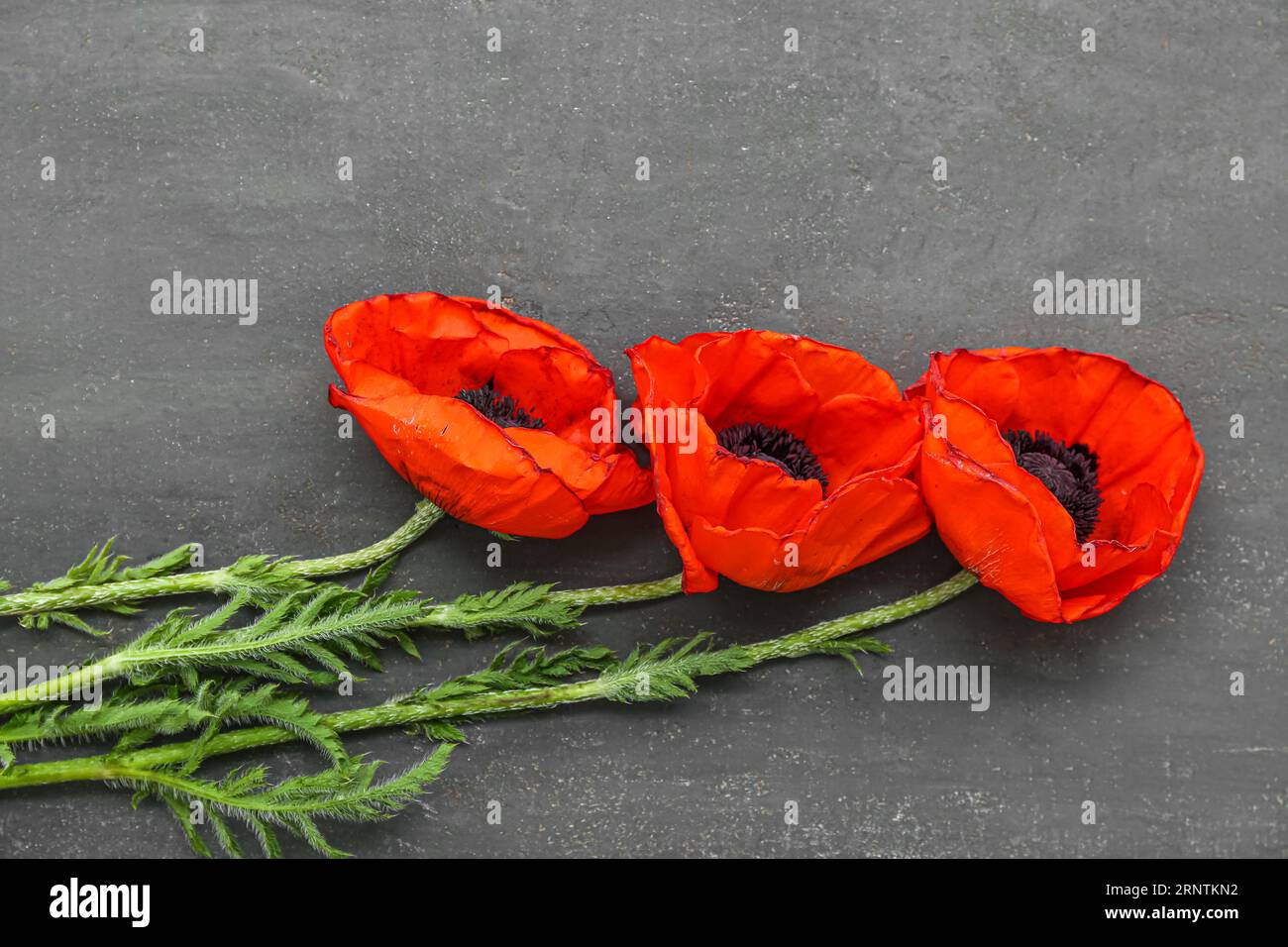 Beautiful poppy flowers on grey background Stock Photo - Alamy