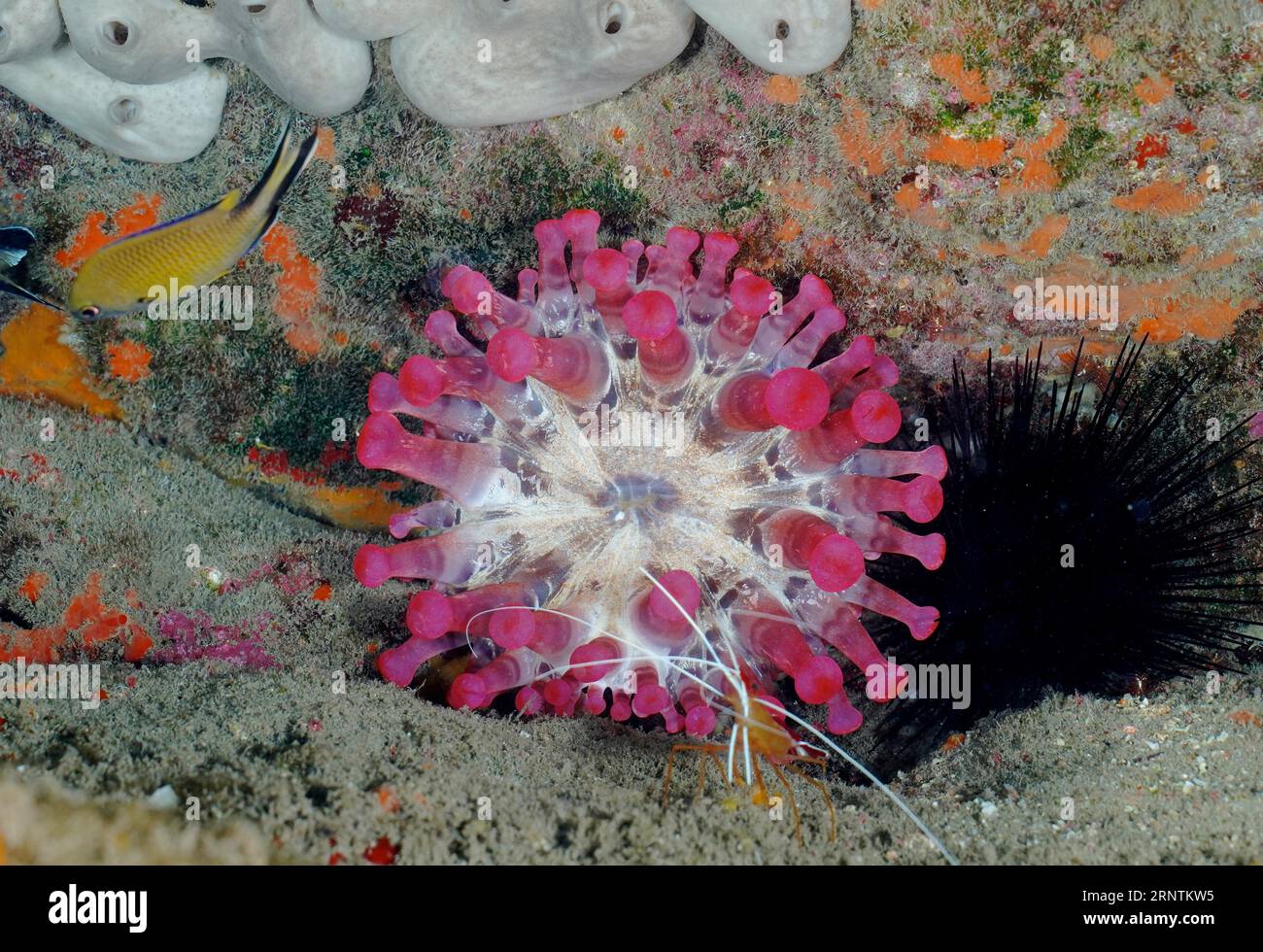 Pink club-tipped anemone (Telmatactis cricoides) with Atlantic pacific cleaner shrimp (Lysmata grabhami), El Cabron marine reserve dive site, Tufia Stock Photo