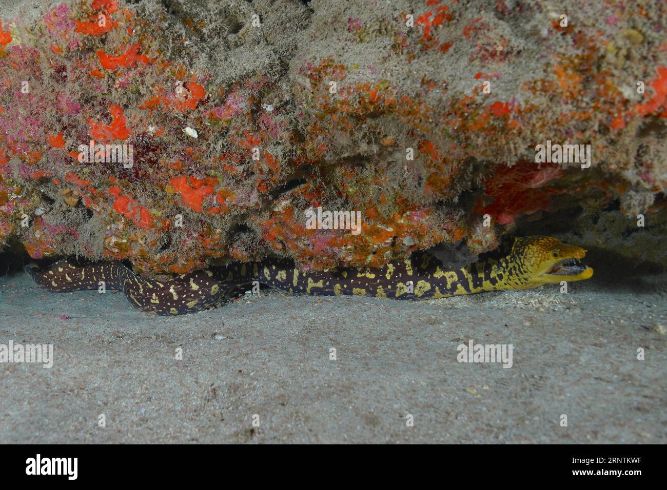 Fangtooth moray (Enchelycore anatina), Pasito Blanco reef dive site, Arguineguin, Gran Canaria, Spain, Atlantic Ocean Stock Photo