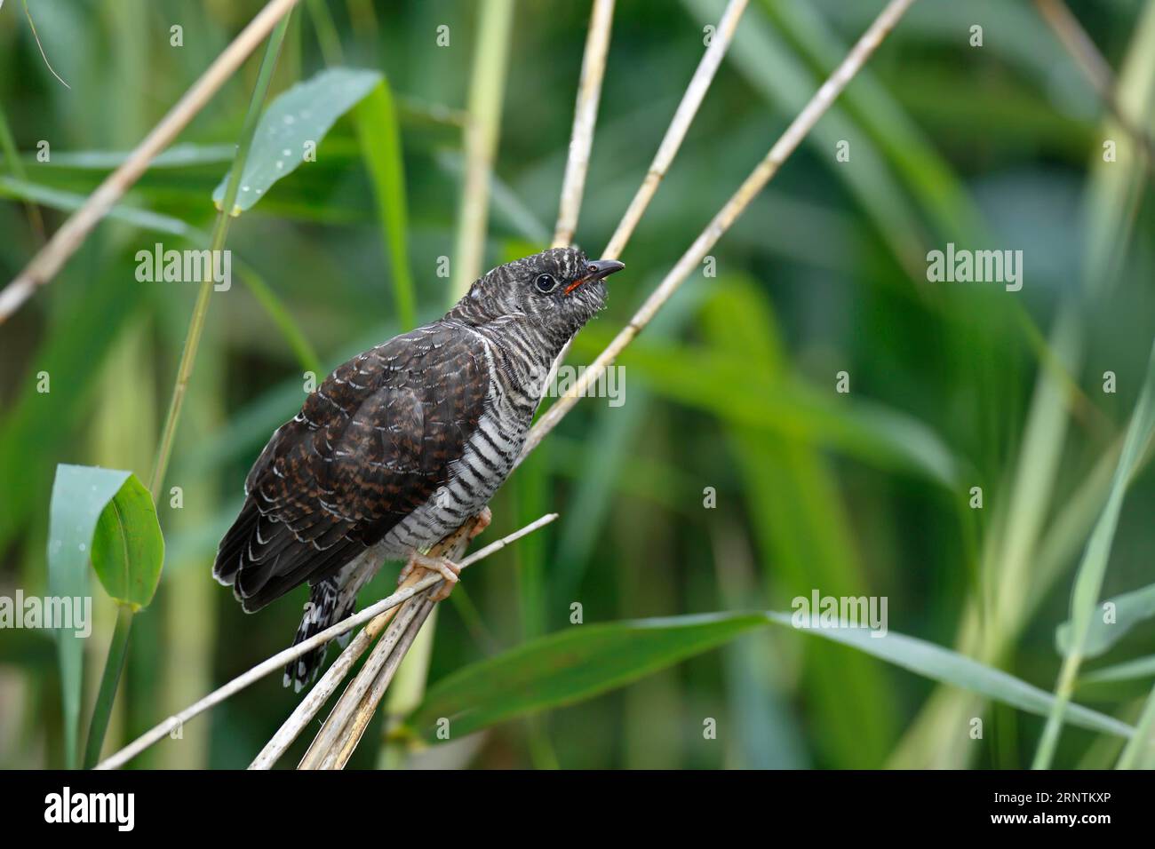 Common cuckoo (Cuculus canorus), fledgling, Middle Elbe Biosphere