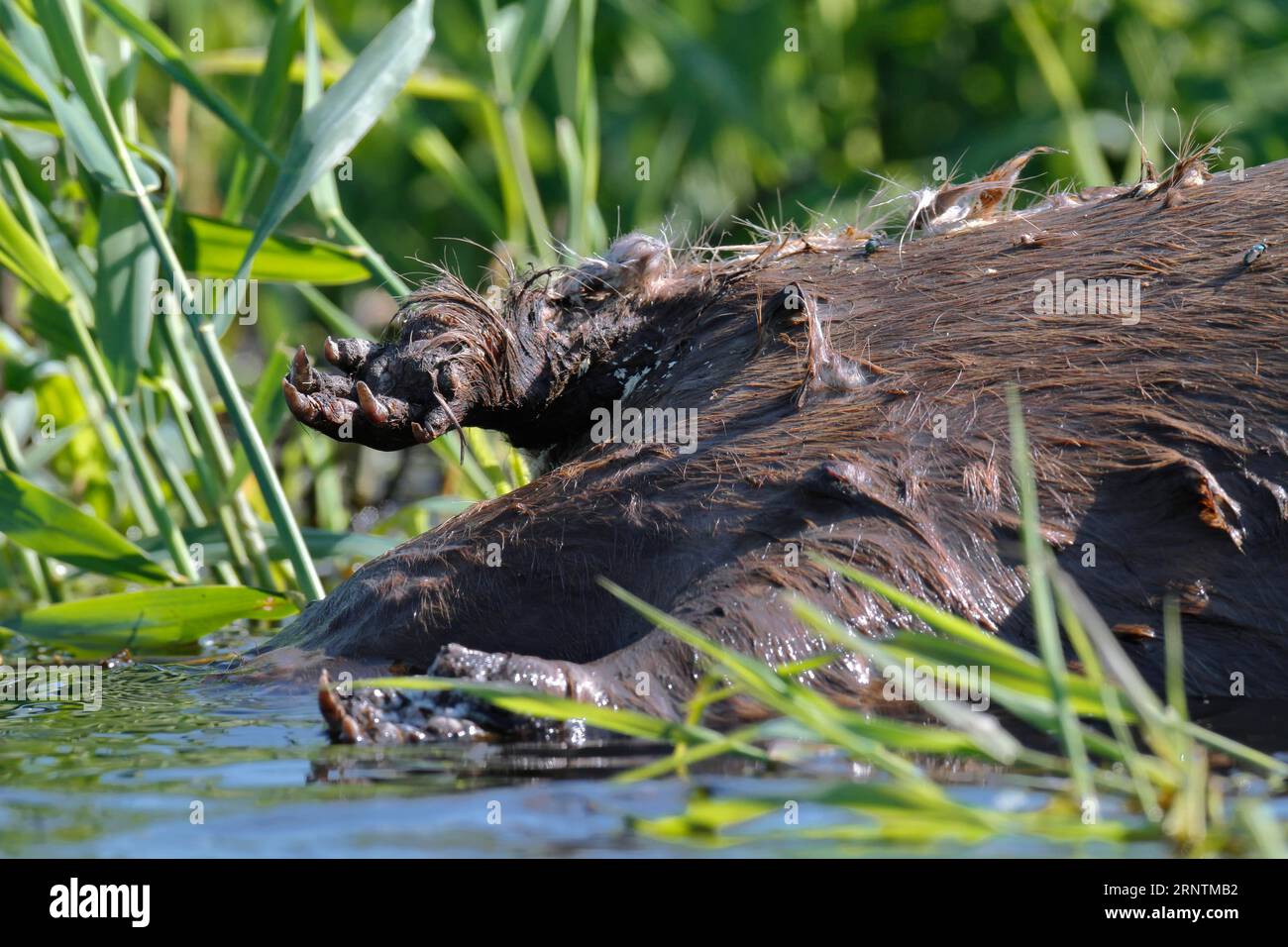Beaver (Castor fiber), dead find, dead animal, Peene Valley River