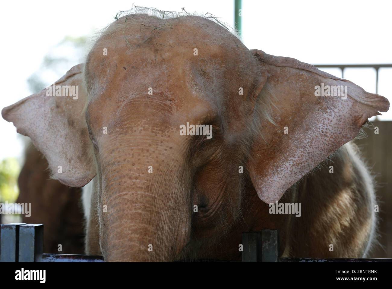 (171117) -- NAY PYI TAW, Nov. 17, 2017 -- A white elephant is seen at a shelter in Nay Pyi Taw, Myanmar, Nov. 17, 2017. White elephant, symbolizing royal power and prosperity, is believed to bring good fortune into the country. )(gj) MYANMAR-NAY PYI TAW-WHITE ELEPHANTS UxAung PUBLICATIONxNOTxINxCHN Stock Photo