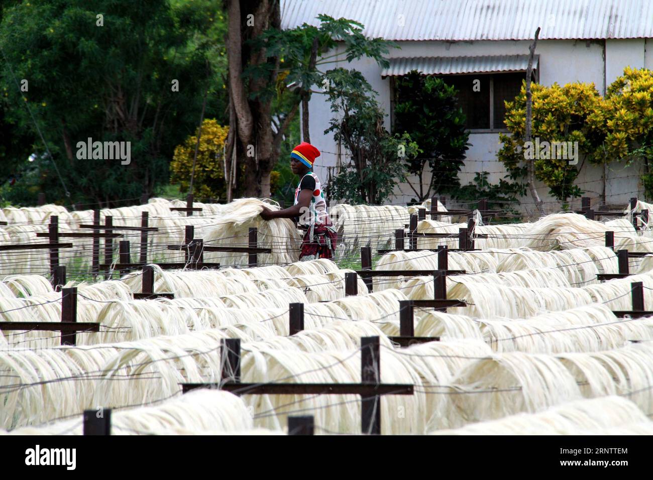 Sisal farm hires stock photography and images Alamy