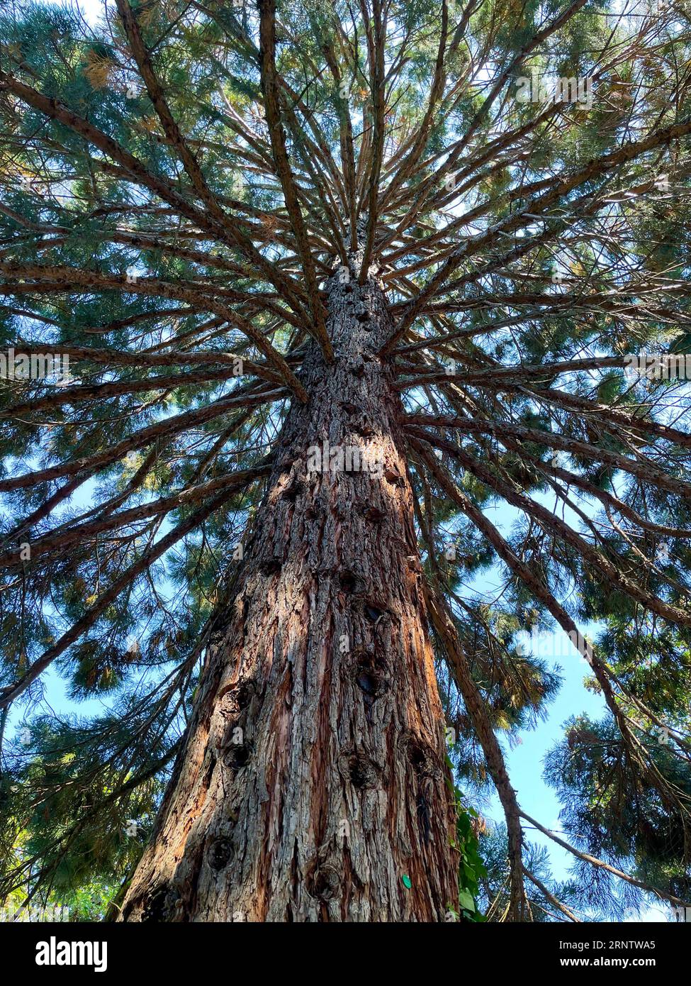 Mammutbaum, Seauoioidae, Baum in Gaggenau, im Schwarzwald Stock Photo
