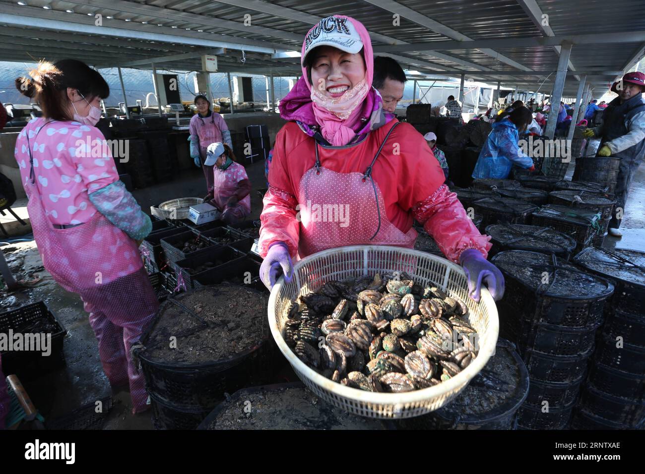 (171122) -- RONGCHENG, Nov. 22, 2017 -- An aquaculture worker shows abalones at a harbour in Rongcheng City, east China s Shandong Province, Nov. 21, 2017. About 3.6 million abalones were transferred on Tuesday from Rongcheng to Putian, a warm city in southeast China s Fujian Province, due to the drop of water temperature in Rongcheng. The abalones will return to Rongcheng in next summer to escape the heat in Putian. This north-south transfer could help protect the abalones from the changing water temperature in the sea. ) (ry) CHINA-SHANDONG-RONGCHENG-ABALONE TRANSFER(CN) WangxFudong PUBLICAT Stock Photo