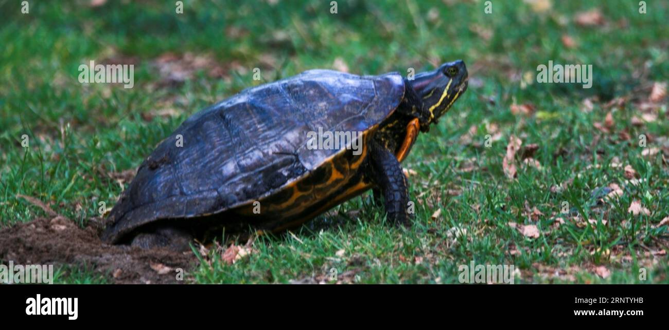 Side view of a snapping turtle laying her eggs into the ground close to a lake. Stock Photo