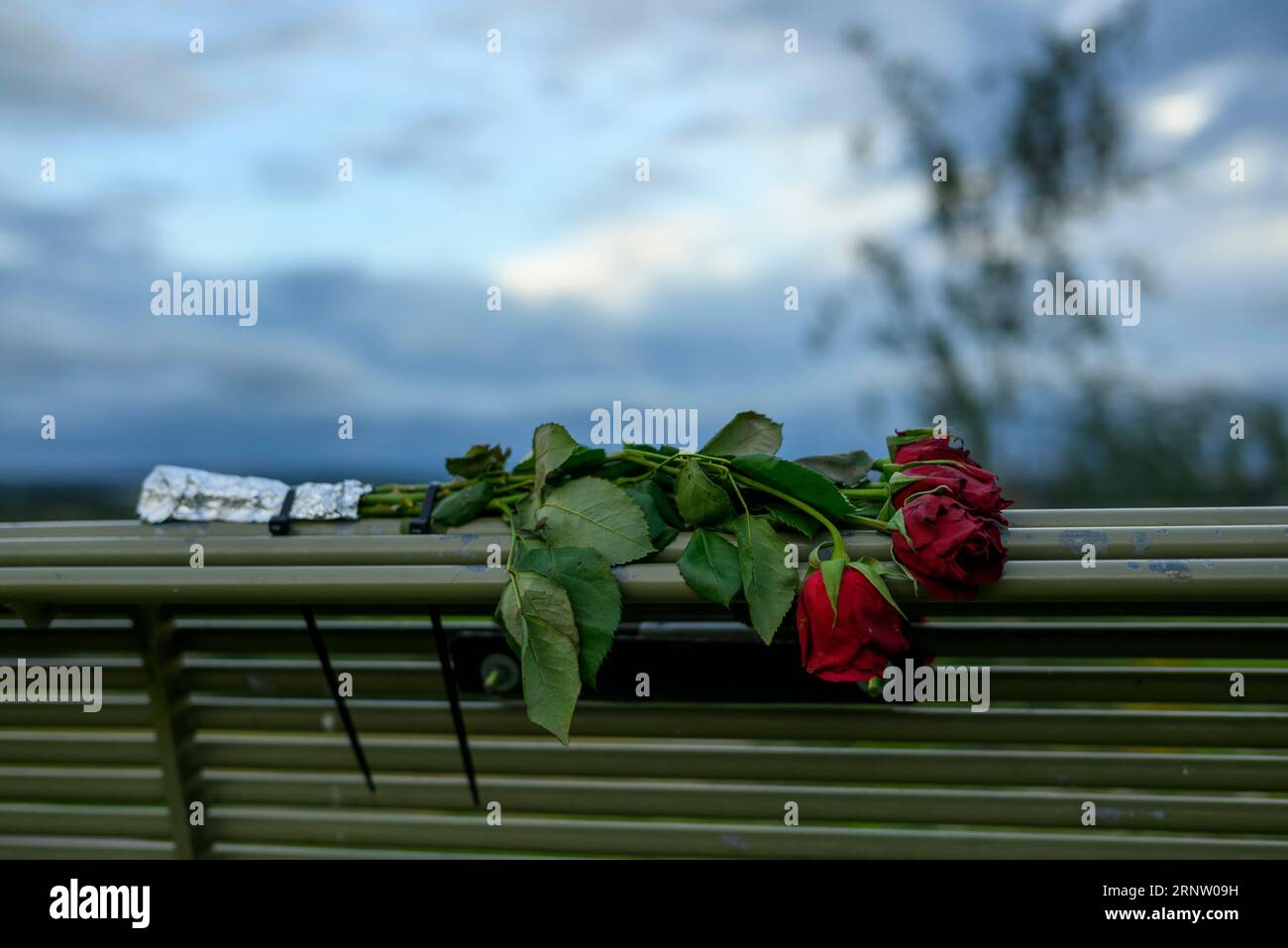 Bunch of red roses on a park bench Stock Photo