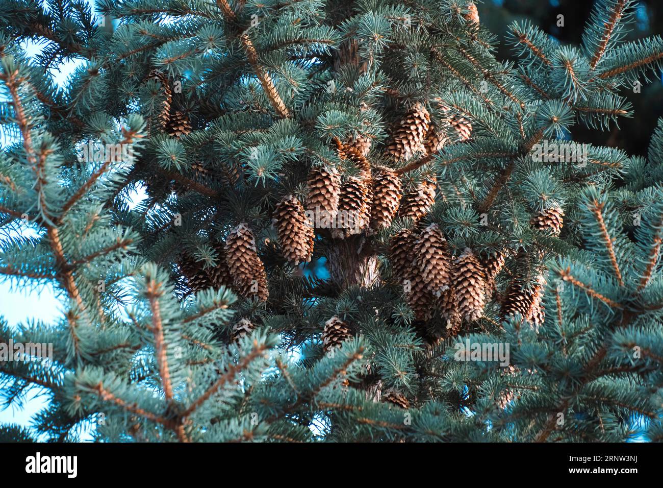Branches blue spruce are strewn with cones Stock Photo