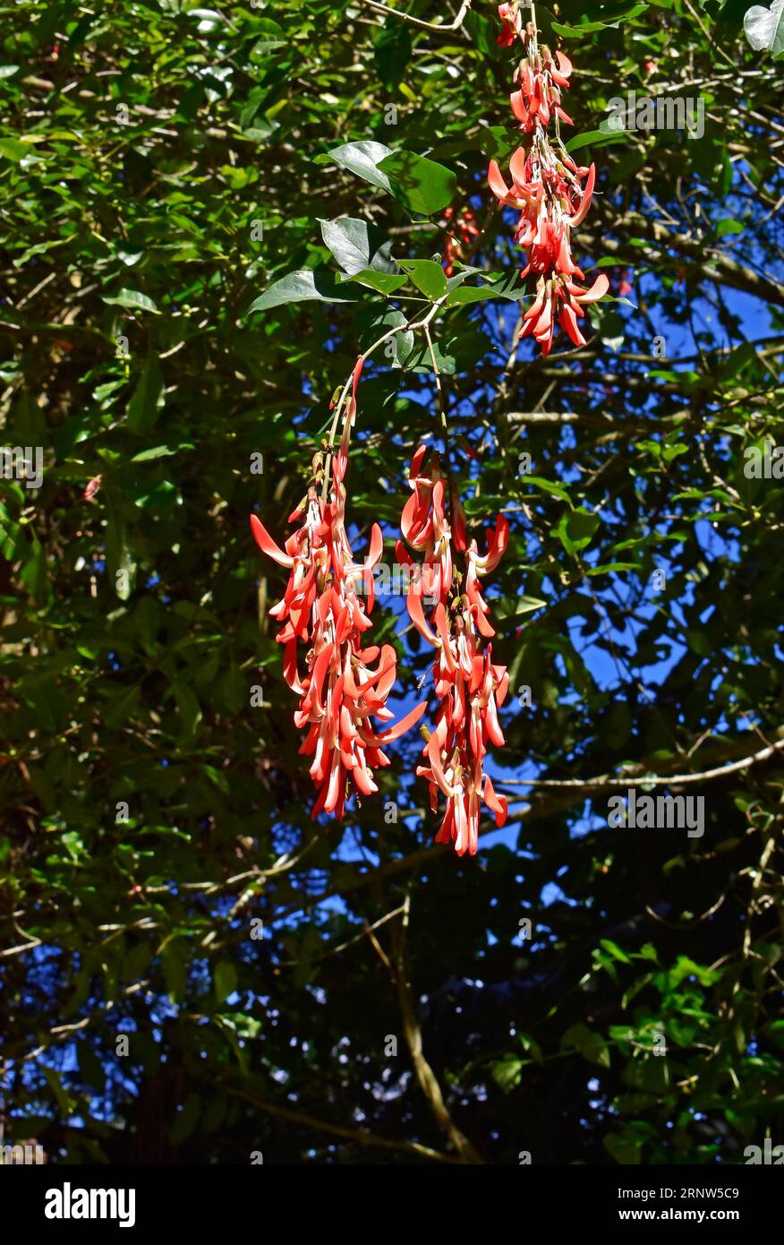 Red Jade Vine (Strongylodon siderospermum) on tree Stock Photo