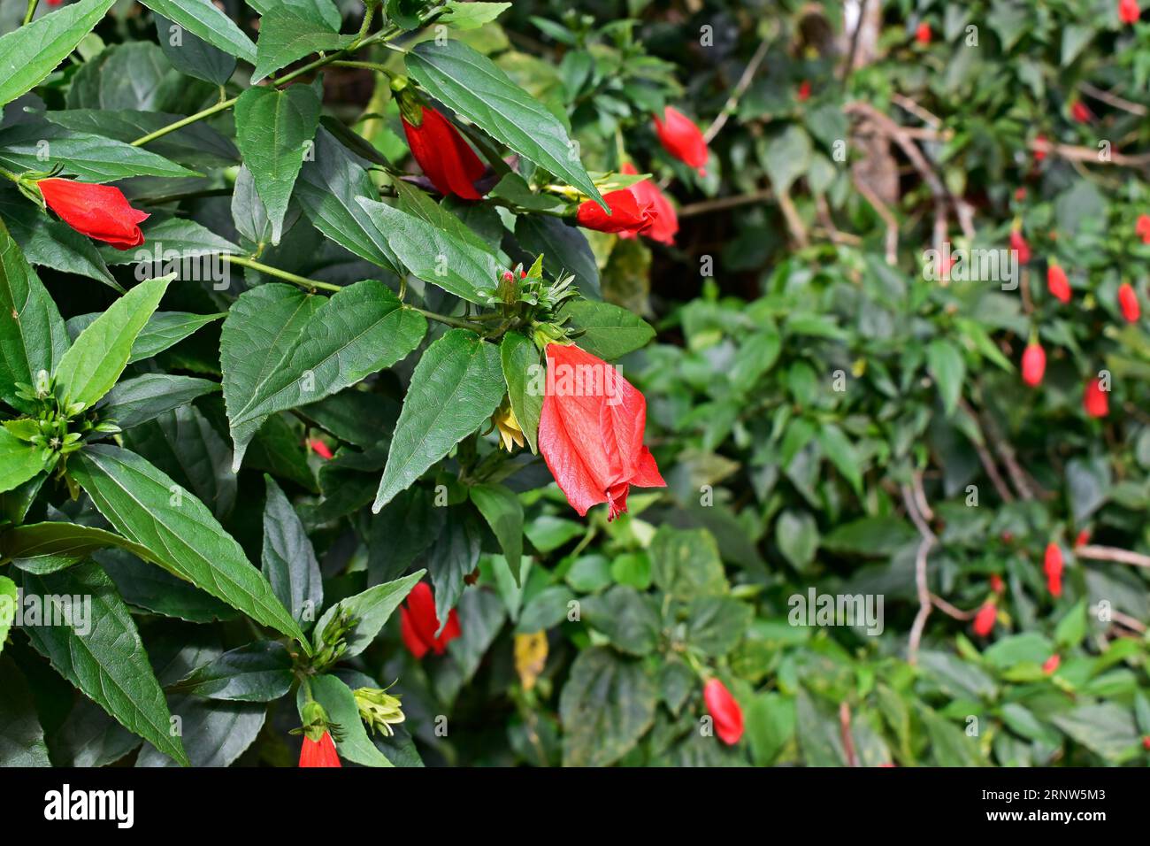 Turk's cap, Sleeping hibiscus or Wax Mallow flower (Malvaviscus arboreus) on tropical garden Stock Photo