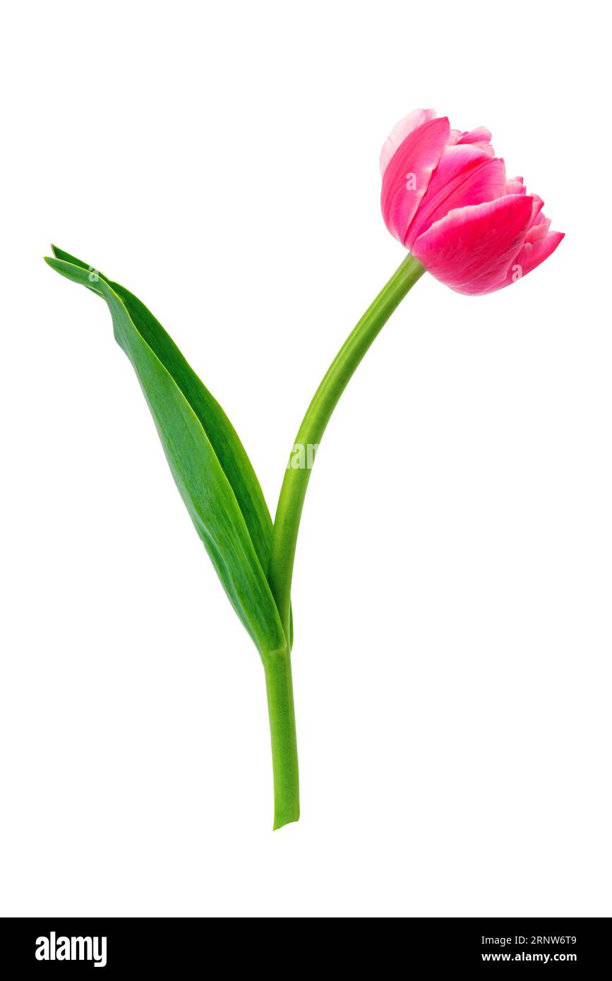 Beautiful tulip isolated on white background Stock Photo