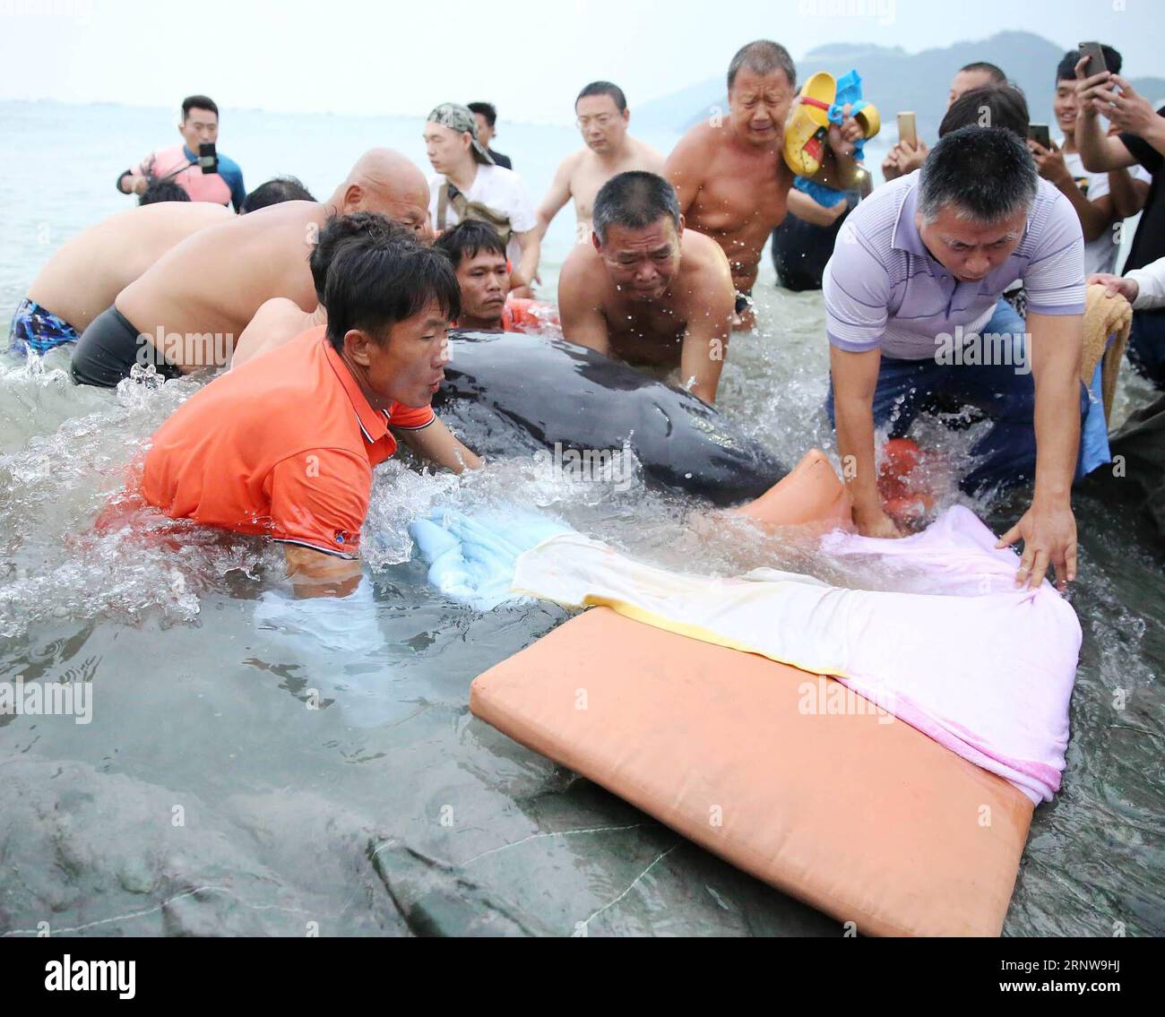Injured whale hi-res stock photography and images - Alamy