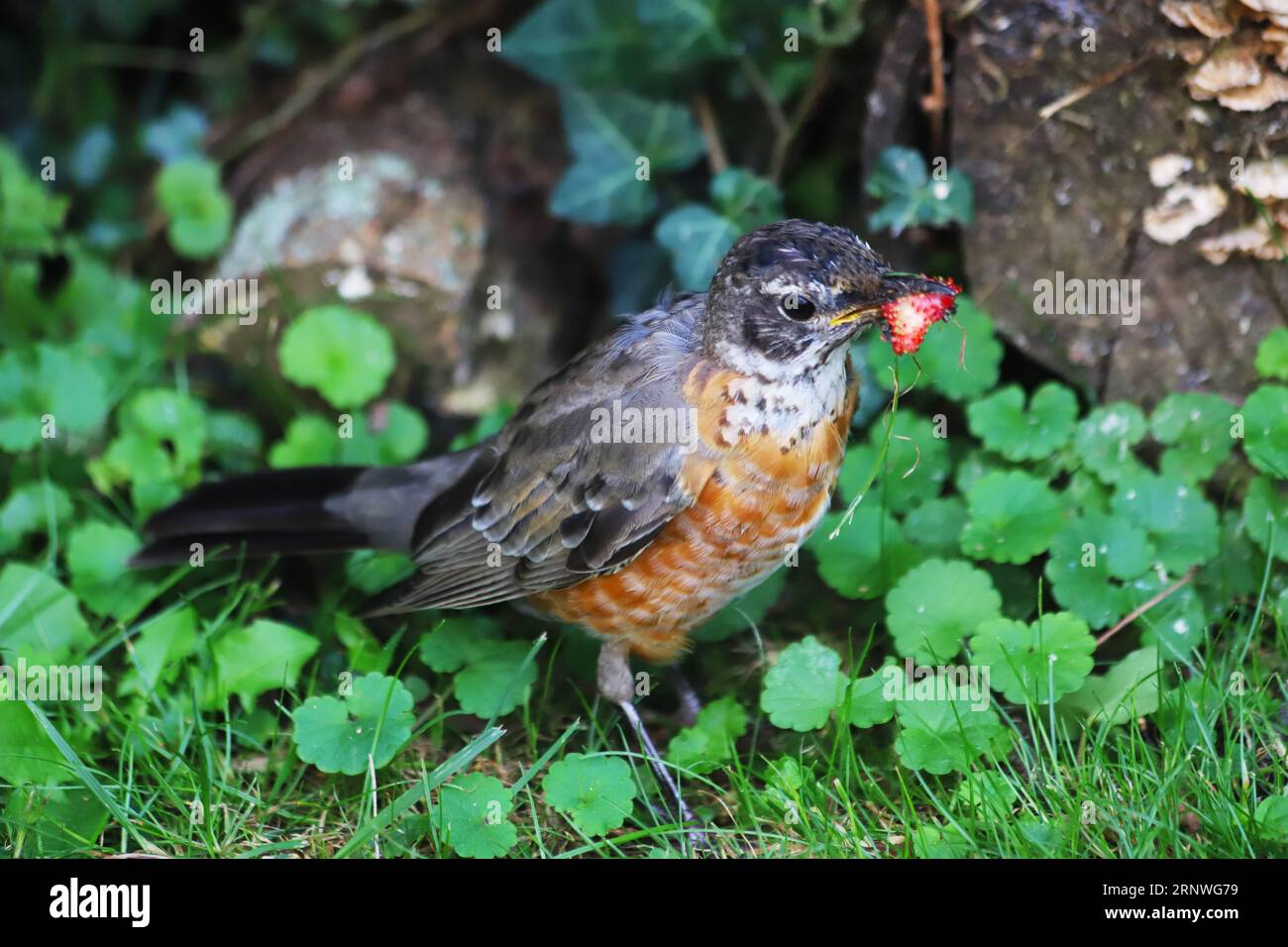 Medium close-up shot of an American robin with a wild strawberry in its mouth. Stock Photo