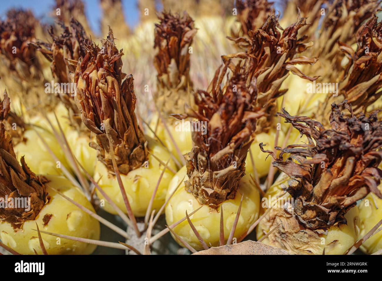 Cactus thiemann marrakech hi-res stock photography and images - Alamy