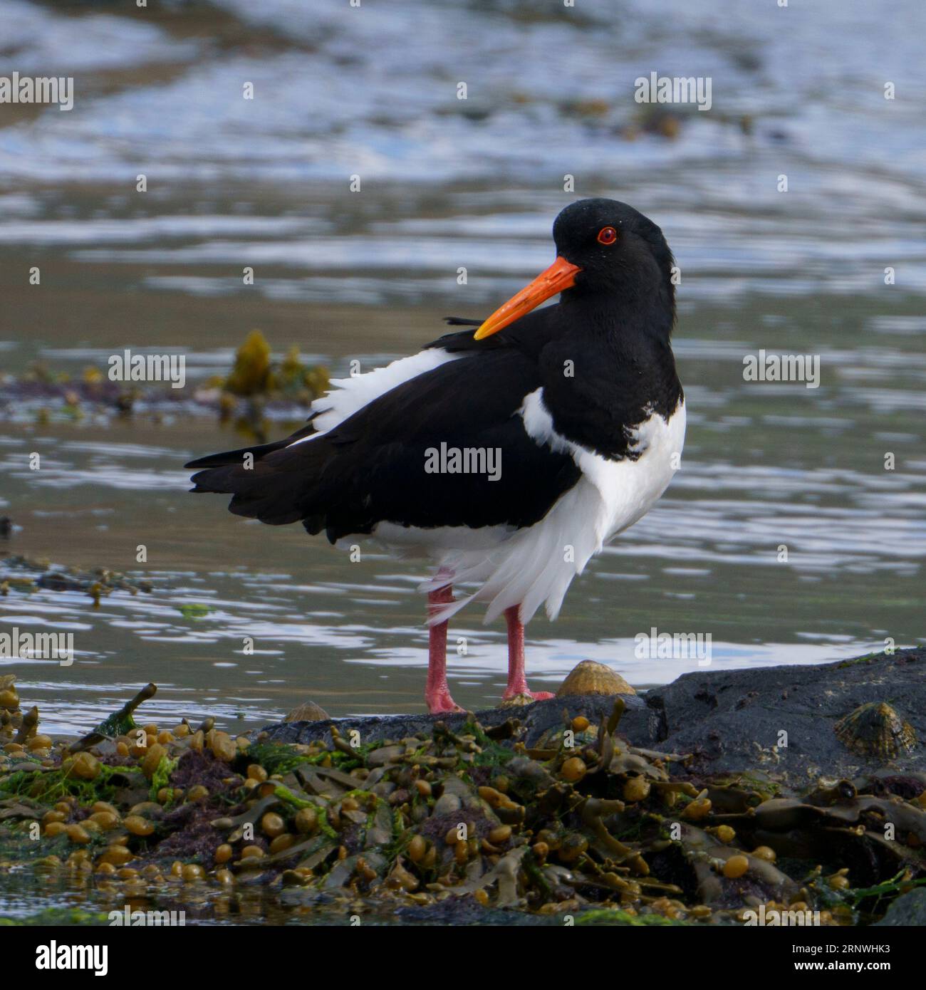 Haematopus ostralegus Family Haematopodidae Genus Haematopus Eurasian ...